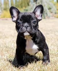 Puppies will be picked based on the receipt of deposit and marked as such next to their picture. Flawless Frenchies Bulldog Puppies Bulldog French Bulldog Puppies