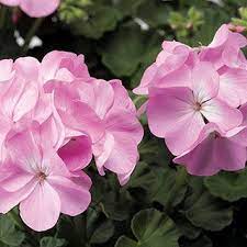 Pin On 2018 Garden Ideas
