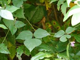 Image result for Dolichos trilobus