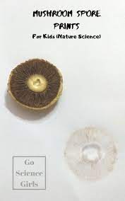 Spore Printing With Mushroom – Botany Lesson With Fungi - Go Science Girls