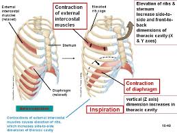 The rib cage is the arrangement of ribs attached to the vertebral column and sternum in the thorax of most vertebrates that encloses and protects the vital organs such as the heart, lungs and great vessels. Chapter 10the Muscular System 10 1 Ch 10