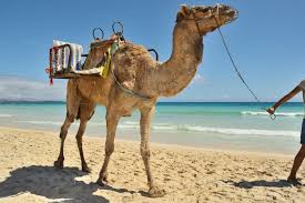 It took me three visits to lanzarote before i got on a camel. Madrid To The Canary Islands Fuerteventura Lanzarote 11 Days Kimkim