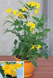 Image result for Jasminum pauciflorum