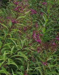 Image result for Vernonia kawoziensis