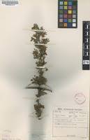 Image result for Acacia luederitzii