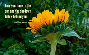 Sunflower Quotes 20 Best Sunflower Sayings With Images ✓ free for commercial use ✓ high quality images. sunflower quotes 20 best sunflower