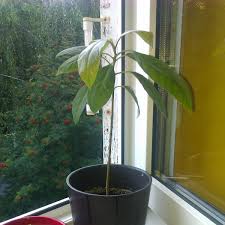 Von simone jugel veröffentlicht am 14. Avocadokern Einpflanzen Avocado Selber Ziehen Gartentipps