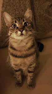 Topesto Crazy Cats Dog Cat Beautiful Cats