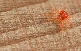 Although spider mites have piercing mouthparts, they are such tiny creatures that biting through human skin is virtually impossible. How To Get Rid Of Spider Mites Kings Plant Doctor