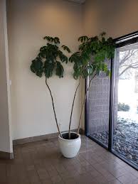 Jul 14, 2021 · money tree plant goes by a host of names, including malabar chestnut, saba nut, bombax glabrum, monguba and french peanut. My Money Tree Is Out Of Control Is It Too Late To Braid Can I Cut It Down And Start Fresh Indoorgarden