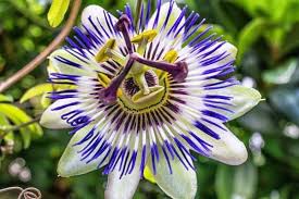 Very hardy, native to eastern us. How To Grow Passion Flowers Urban Garden Gal