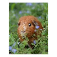 Pin On Cute Guinea Pigs