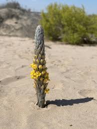 Image result for Cistanche tinctoria