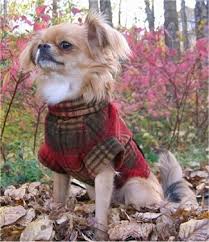 The shichi is small, energetic, loyal and protective of their family, a minimal shedder, very affectionate, and playful! Shih Tzu Chihuahua Mix A K A Shichi Breed Info 21 Pictures Animalso