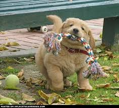 Registration does not imply endorsement, approval or recommendation. Cute Fat Puppy With Quotes Quotesgram