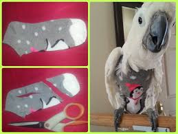 Pattern For A Sock Buddy For A Parrot Google Search Parrot Pet Parrot Parrot Toys