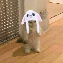 Cat Meme With Movable Bunny Hat In 2021 Cat Memes Bunny Hat Cats