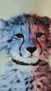 Welcome to ipad wallpaper gallery. Tiger Painting Iphone Wallpaper Iphone Wallpapers Baby Cheetah Animal Wallpaper Cheetah Wallpaper