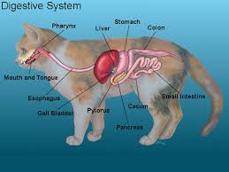 There are certain human foods that are toxic to cats, so caution needs to be taken if you're thinking about giving people food to your cat. Coconut Oil Benefits For Cats Purrfect Love