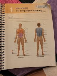 The language of anatomy ch. Language Anatomy Anatomy Drawing Diagram