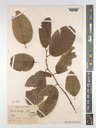 Image result for Monotes glaber