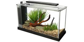 Betta Fish Care How To Take Care Of A Betta Bettafish Org