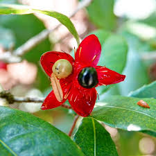 Image result for Ochna kirkii