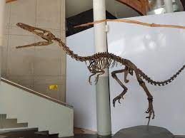 Austroraptor - Wikipedia