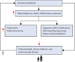 Gestational diabetes is a type of diabetes that occurs during the second or third trimester of pregnancy. Gestational Diabetes Opportunities For Improving Maternal And Child Health The Lancet Diabetes Endocrinology