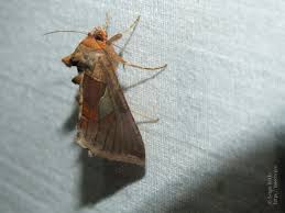 Image result for Autographa bractea