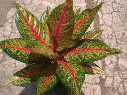Pin Di Aglonema