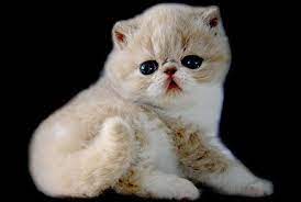 .cat for sale exotic looking cats devon rex craigslist buy caracal cat exotic shorthair cattery exotic shorthair cat rescue white exotic shorthair grumpy cat kitten for sale caracal for sale usa persian kitten for sale near me exotic shorthair cat adoption designer cat breeds snoopy the cat breed dwarf. Exotic Shorthair Kittens Near Me Online Shopping