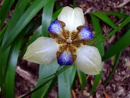 Image result for Saintpauliopsis lebrunii