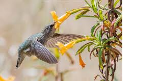 Image result for Disperis sp. nov. aff. macowanii