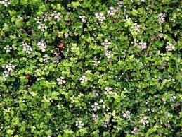 Image result for Malpighia coccigera