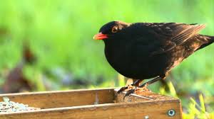 We did not find results for: Blackbird Bird Information Photos Videos Vine House Farm Vine House Farm