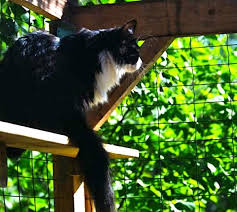 Pierre dit qu'il a mal au pied et qu'il ne peut plus le bouger. 9 Astuces Pour Faire Fuir Les Chats De Votre Jardin Definitivement