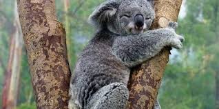 Koala is a gui for less, sass, compass and coffeescript. 4 Fakta Unik Koala Si Hewan Pemalas Yang Menggemaskan Star Farm International