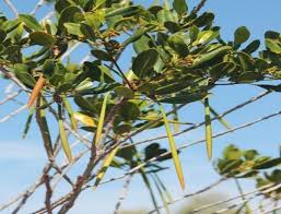 Image result for Ceriops