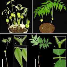 Image result for Millettia makondensis