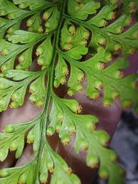 Image result for Davalliaceae