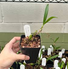 Image result for Bulbophyllum falcatum