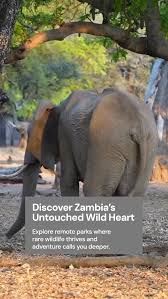 wilderness safari ...