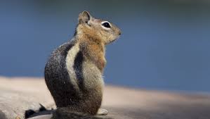 Check spelling or type a new query. If It Looks Like A Squirrel What The Heck Do You Think It Is