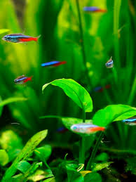 The light comes with adjustable brackets that slide off and on easily to fit the width of your aquarium. Nicrew Slimled Aquarium Lighting High Lighting Intensity Aquarium Light With Timer Dimmable Aquarium Lamp With Scalable Holder White Light Amazon De Pet Supplies