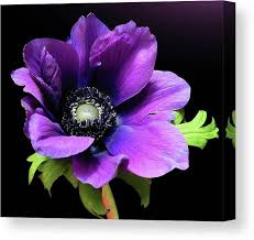 Metro flower market provides fresh flowers direct and wholesale flowers. Purple Anemone Flower Canvas Print Canvas Art By Gitpix