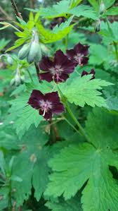 Mourning widow ‘Samobor’