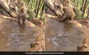 Bath song | cocomelon nursery rhymes & kids songs. Hilarious Video Shows Mama Monkey Struggling To Give Baby A Bath