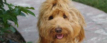 Our australian labradoodles are a part of our family and are included in most everything we do. Pococreek Labradoodles Great Family Addition