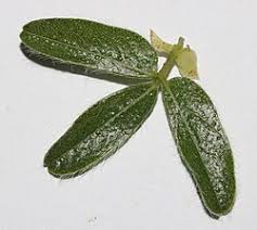 Image result for Otholobium foliosum